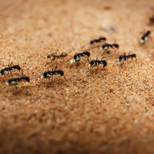 how to get rid of ants 